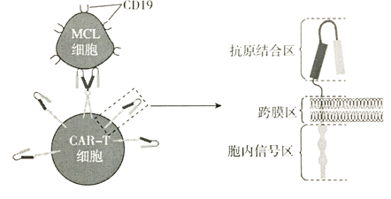 表面的嵌合抗原受体(简称CAR)能直接识别肿瘤