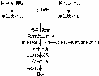 在应用植物体细胞杂交技术获得白菜—甘蓝的操作歩骤中,不正确的是