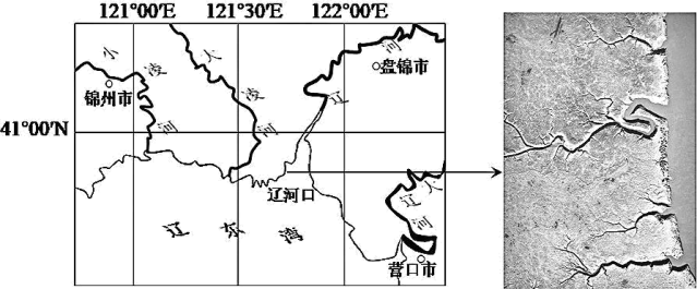 辽河口形成了大片广阔的潮滩,生长着一望无际的盐地碱蓬.